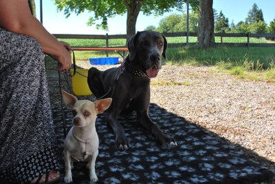 Hundeausstellung 2018