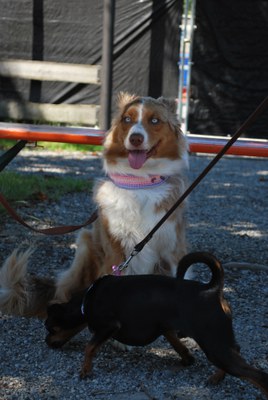 Hundeausstellung 2018