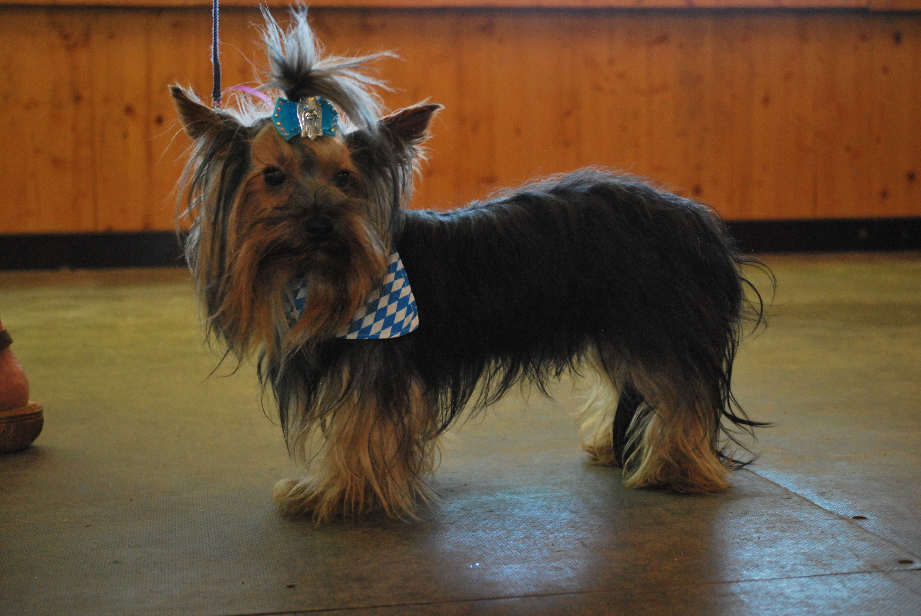 Hundeausstellung 2018