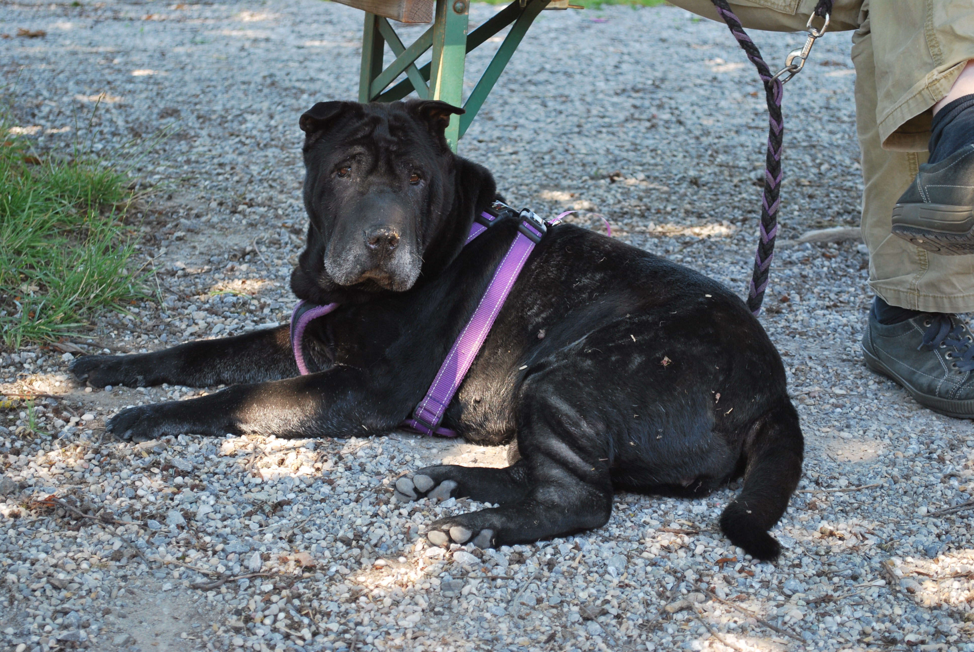 Hundeausstellung 2018