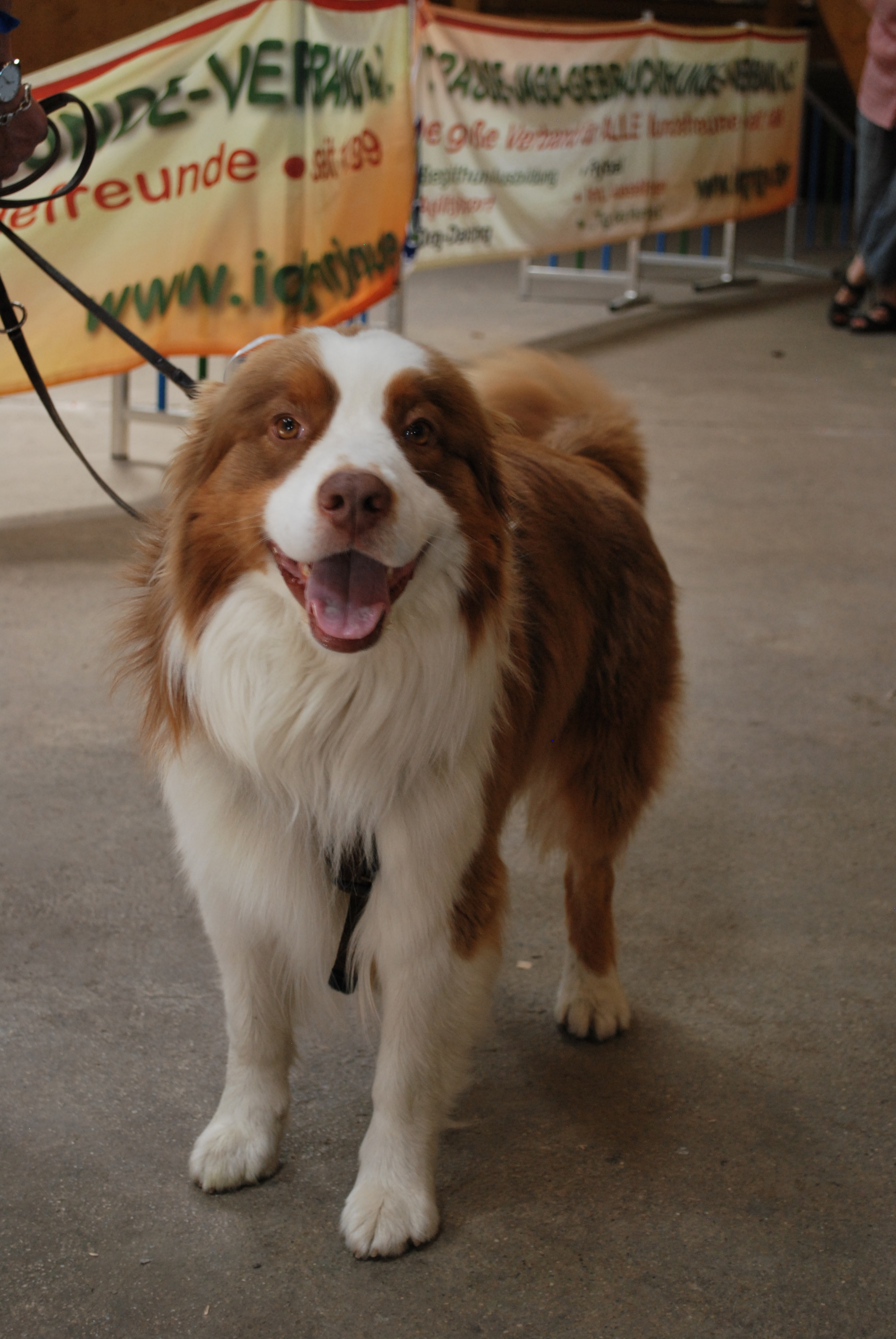 Hundeausstellung 2018