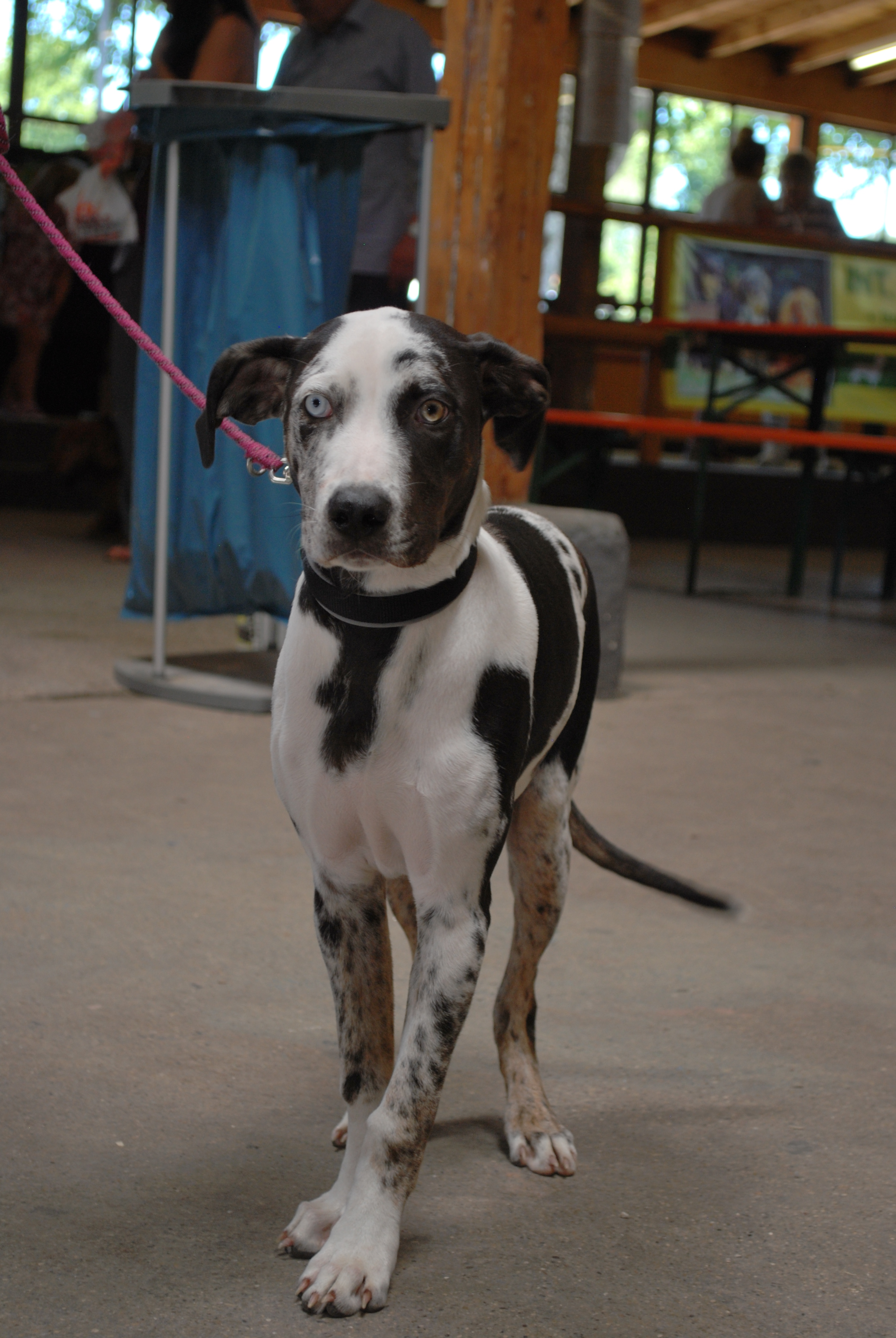 Hundeausstellung 2018