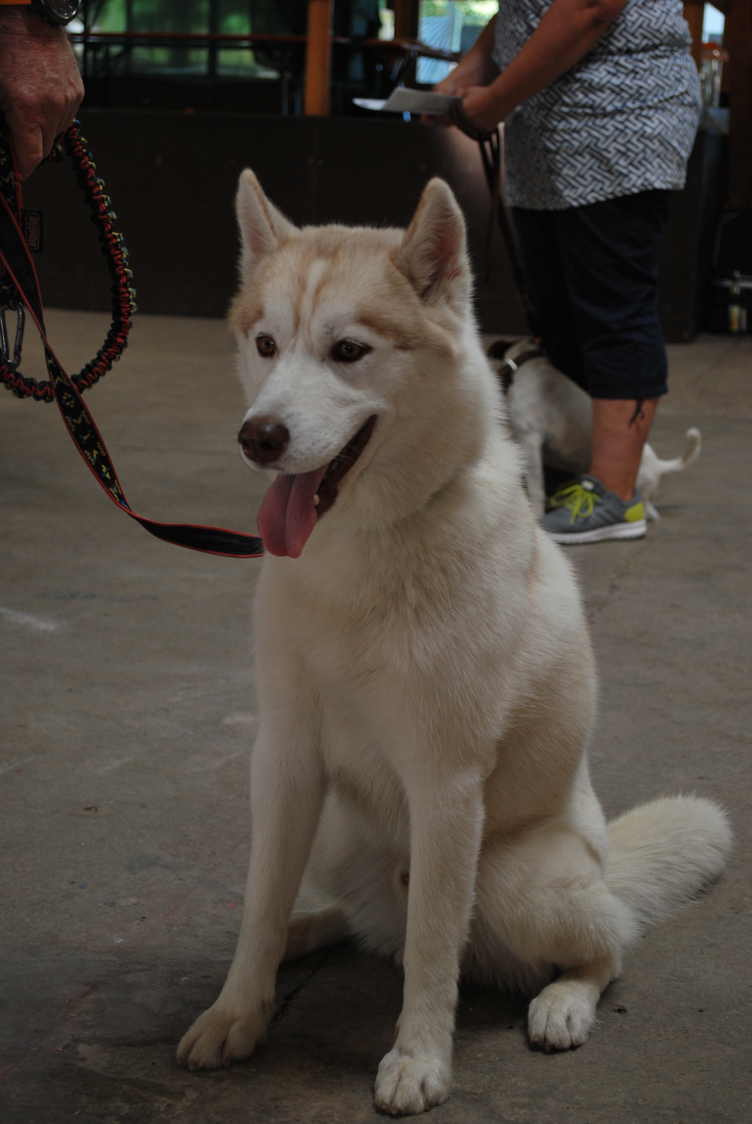 Hundeausstellung 2018