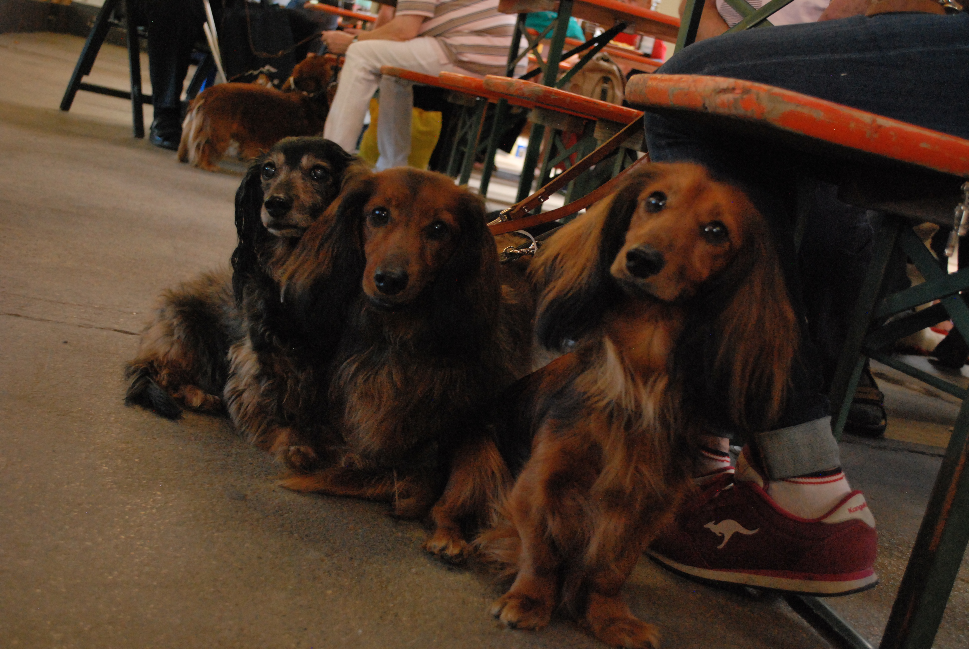 Hundeausstellung 2018