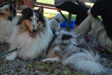 Hundeausstellung 2018