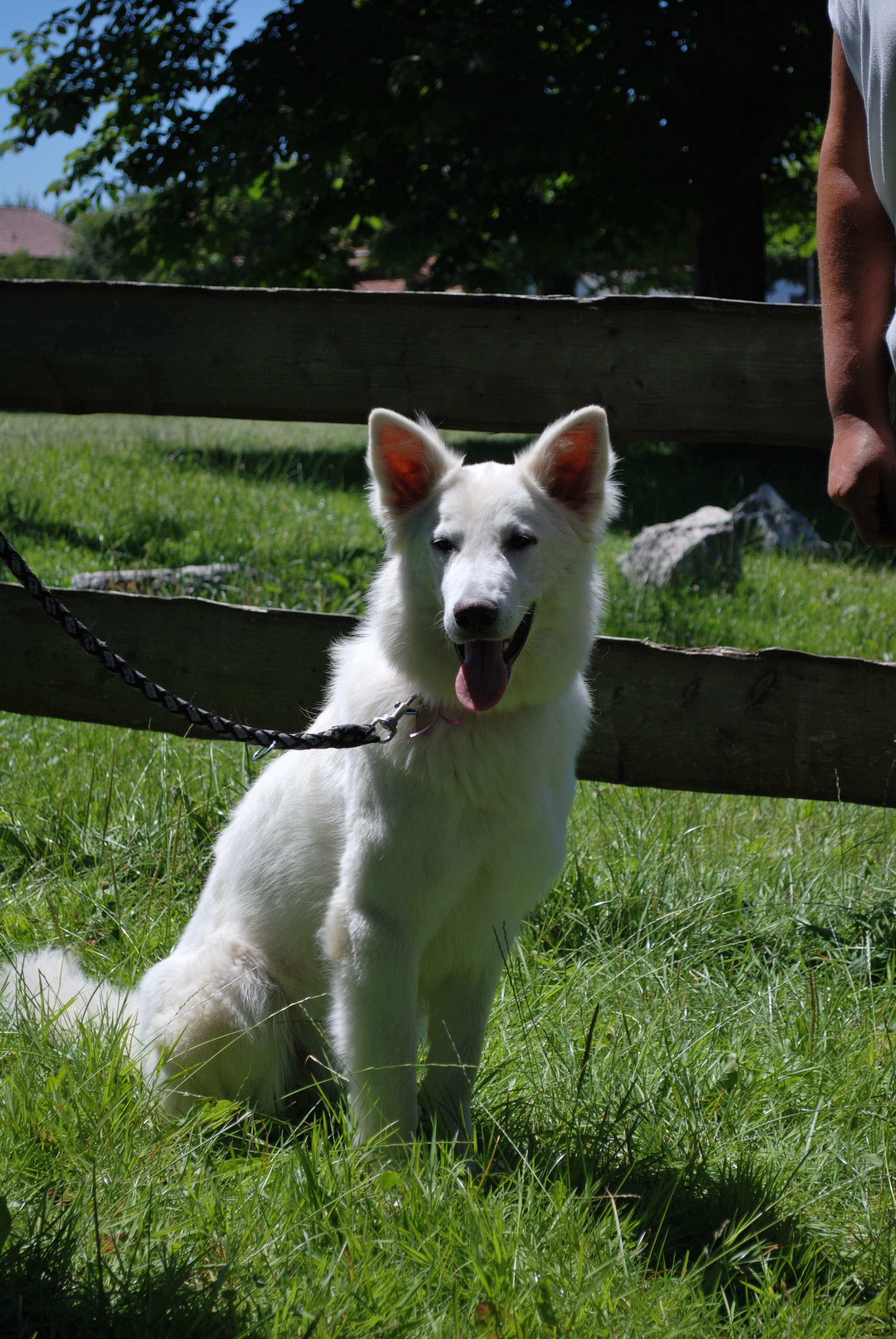 Hundeausstellung 2018