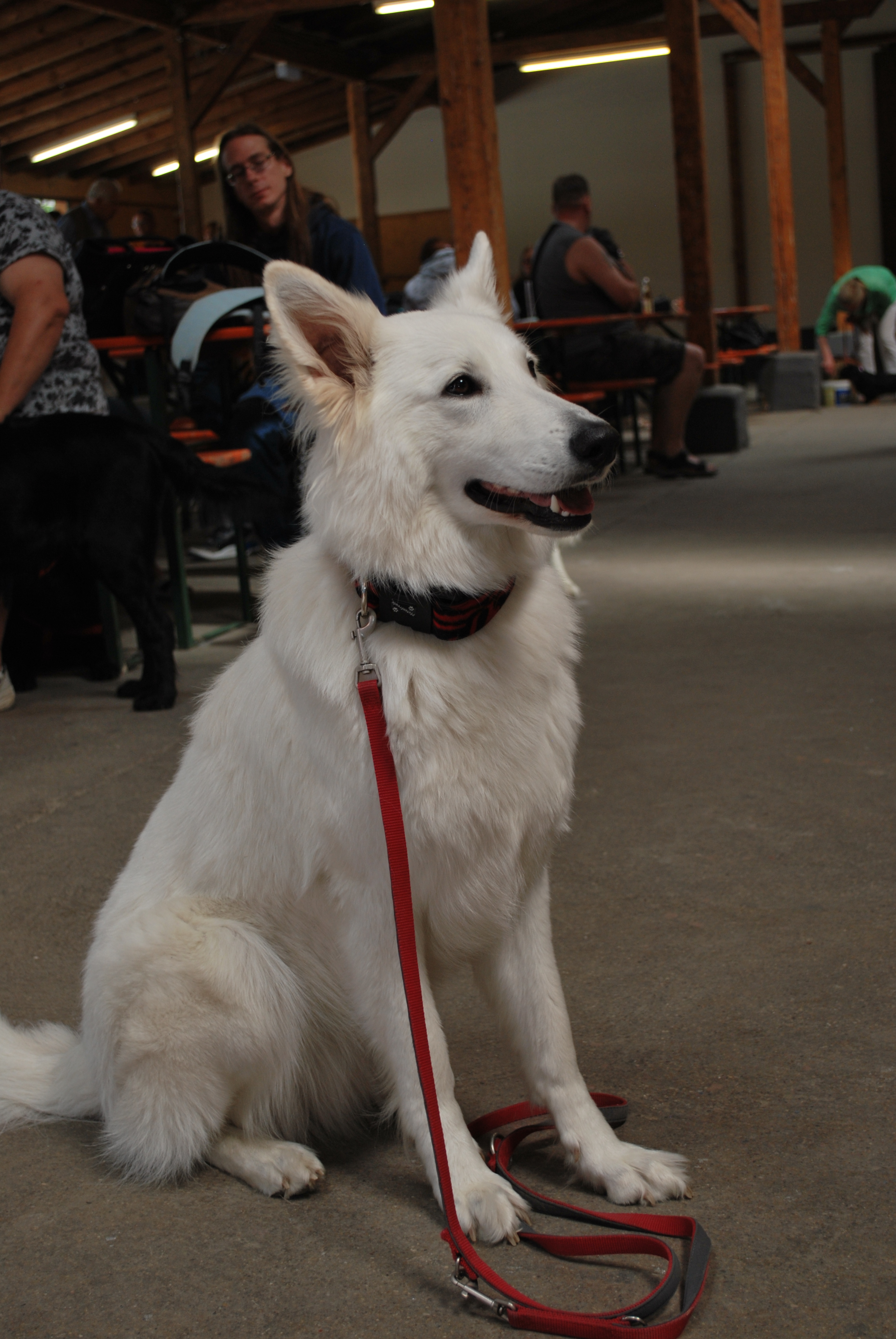 Hundeausstellung 2018