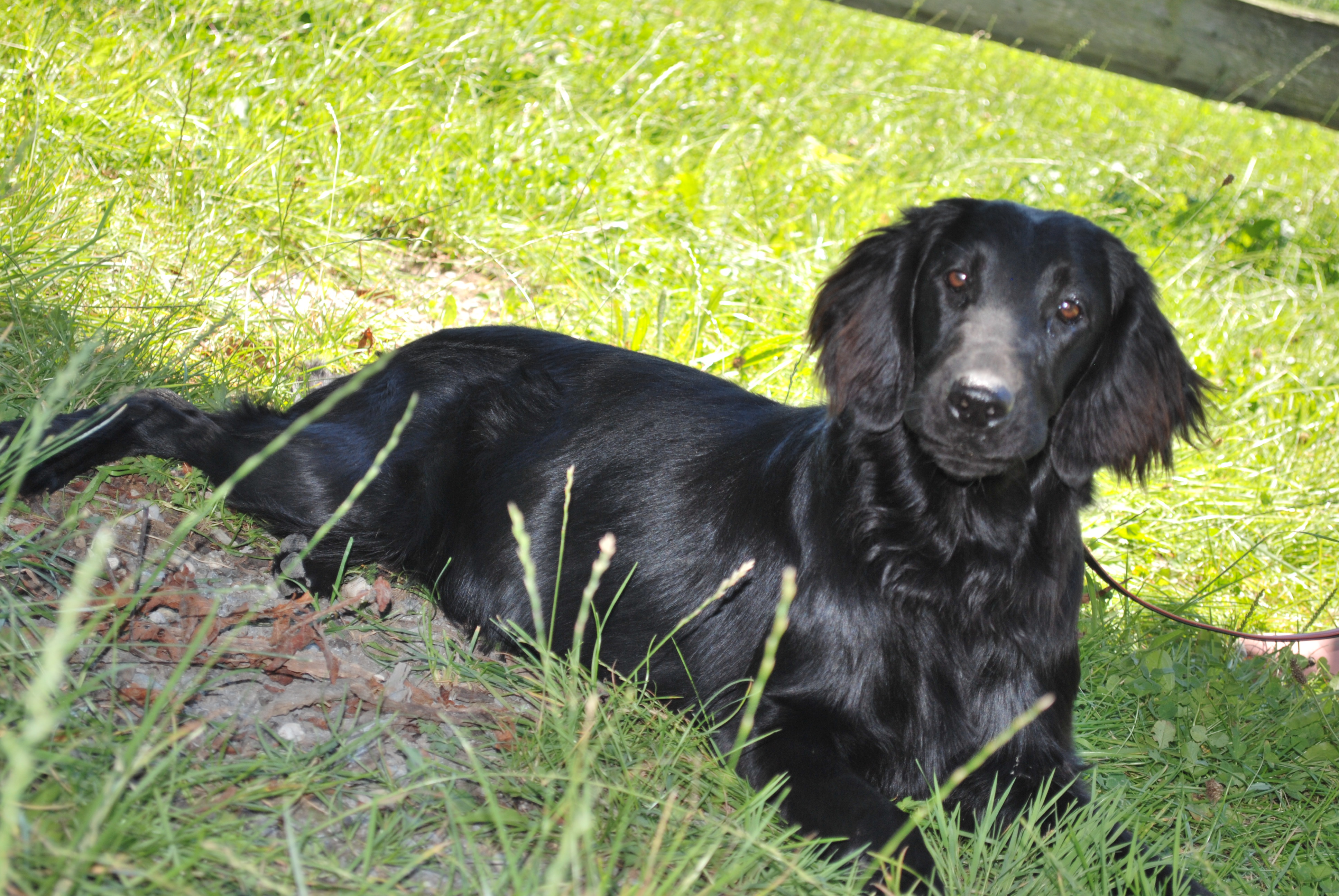 Hundeausstellung 2018