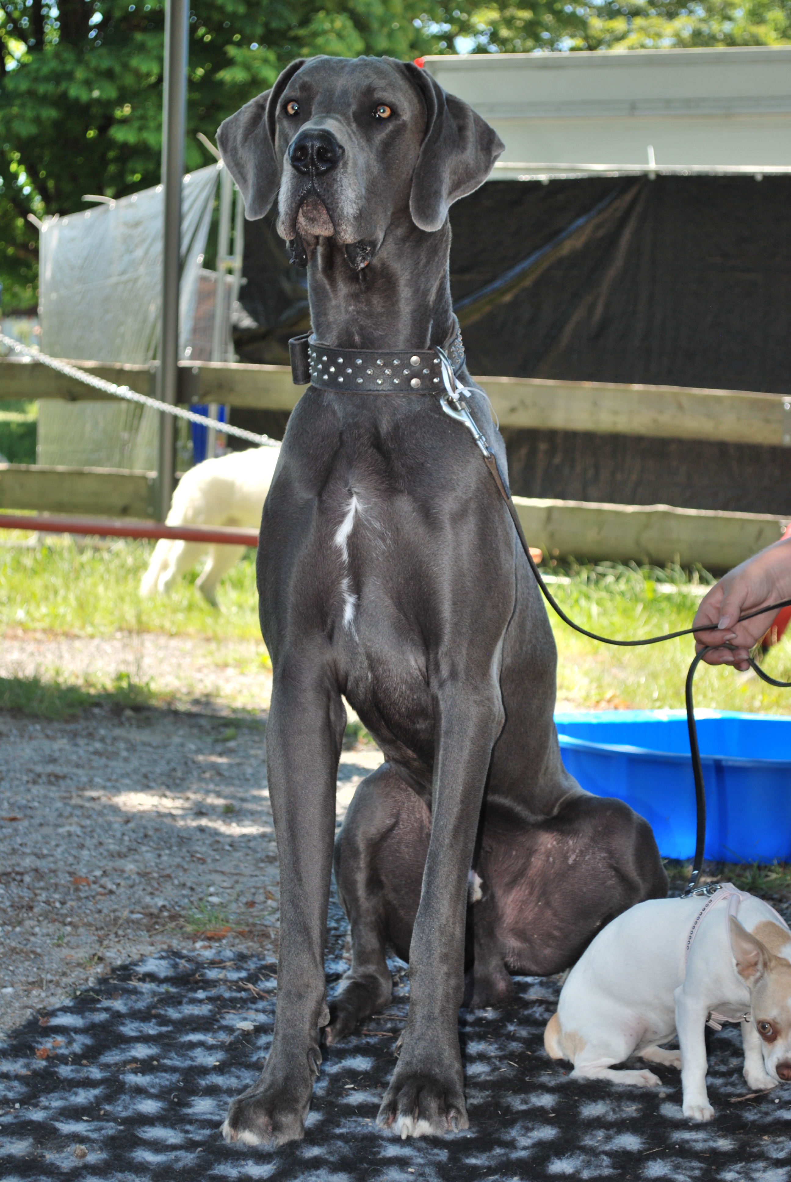 Hundeausstellung 2018