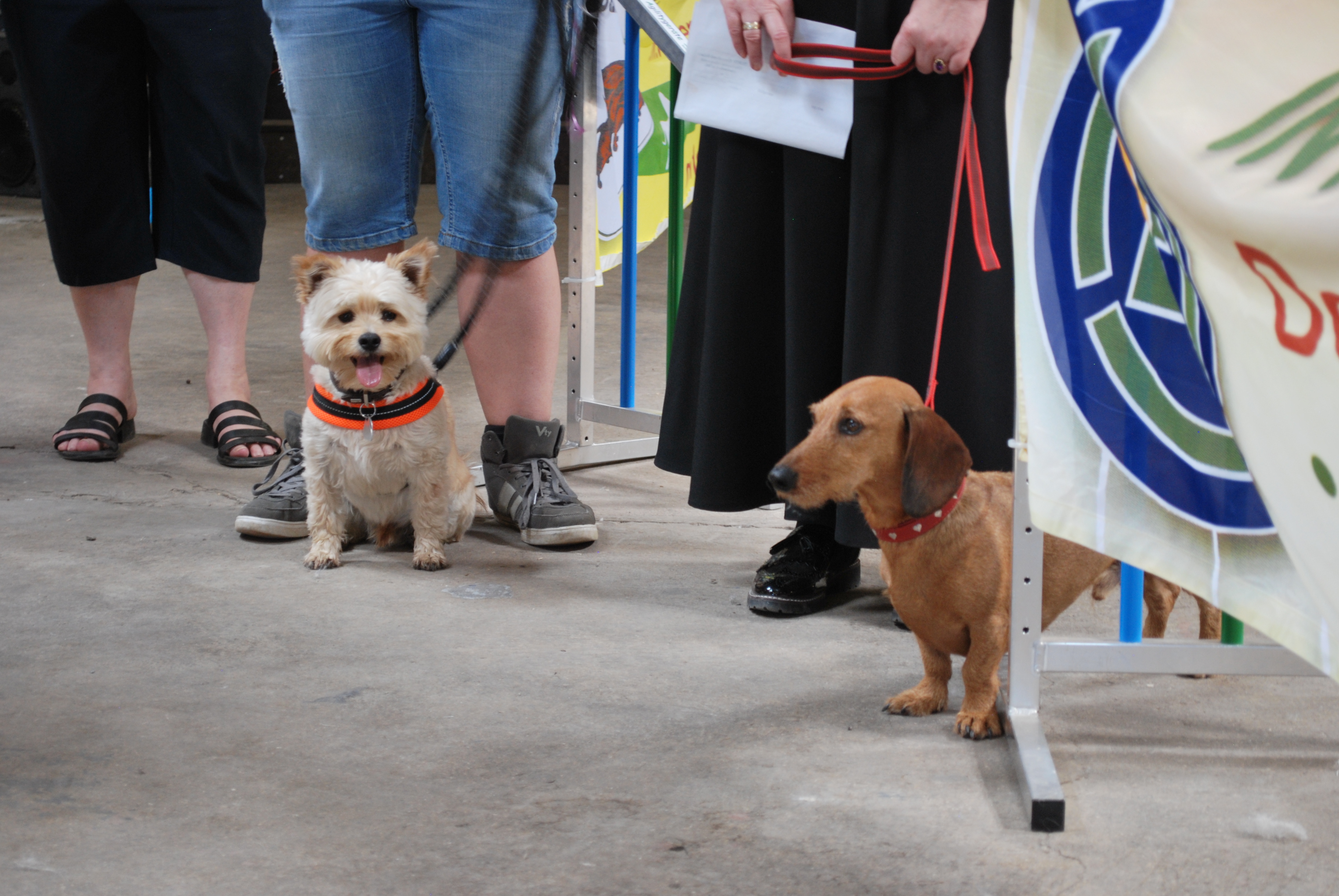 Hundeausstellung 2018