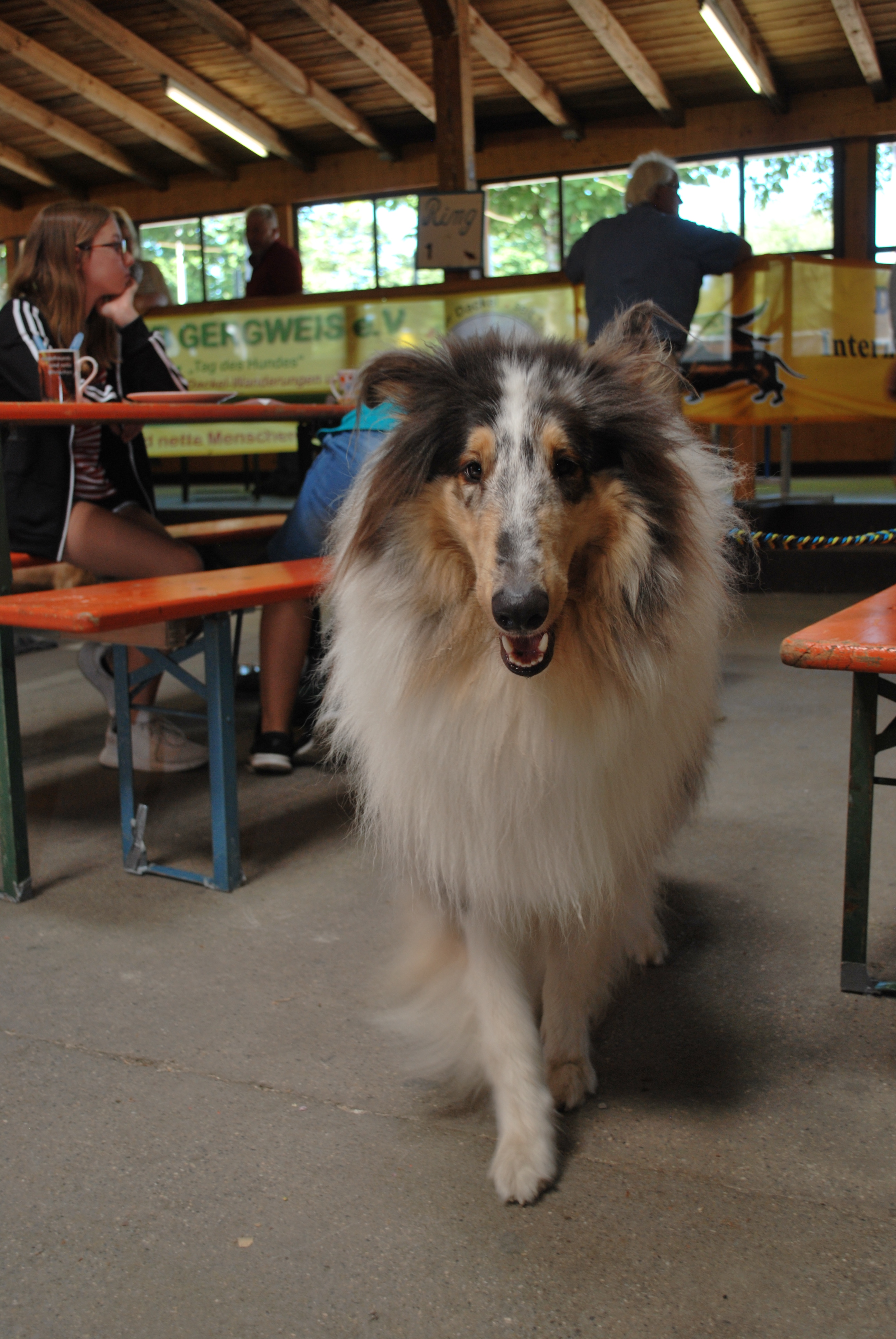 Hundeausstellung 2018