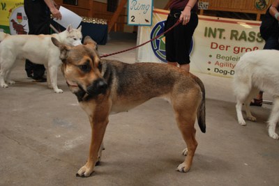 Hundeausstellung 2018