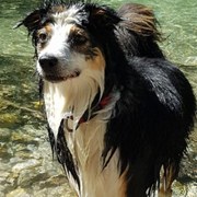 Sommerpause im August (Welpen, Übungsstunde)