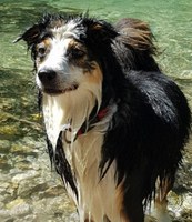 Sommerpause im August (Welpen, Übungsstunde)